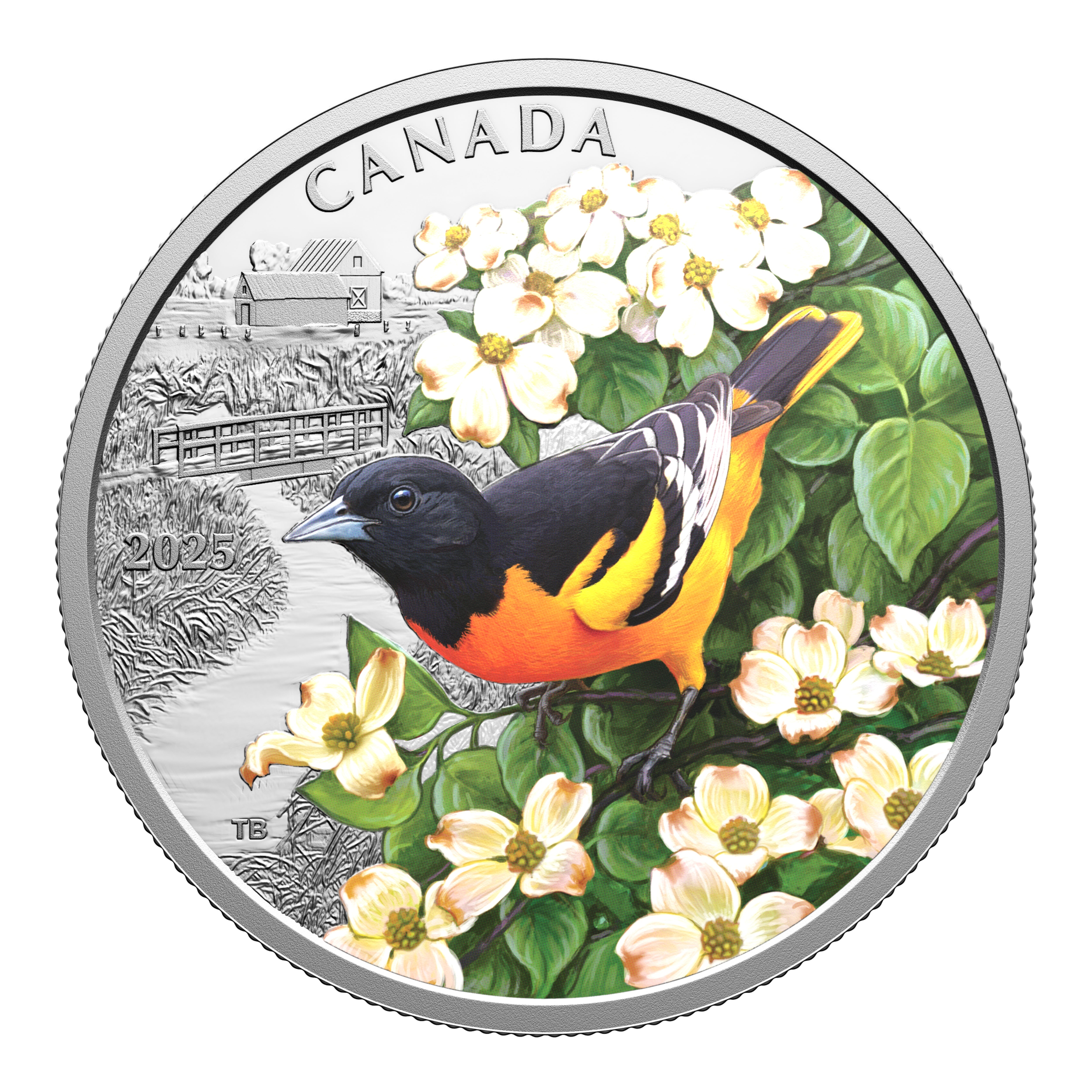 Close-up of 2025 Canadian $20 fine silver proof coin featuring a colorful Baltimore Oriole perched on dogwood branch, showing detailed design and selective color